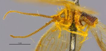 Media type: image;   Entomology 11921 Aspect: habitus lateral view